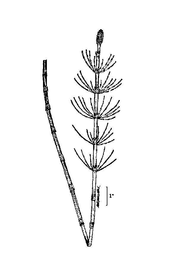 Image of Water Horsetail