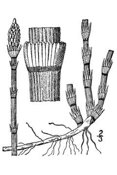 Equisetum hyemale L. resmi