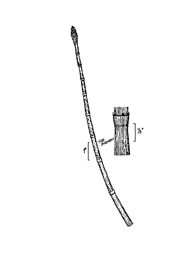 Equisetum hyemale L. resmi