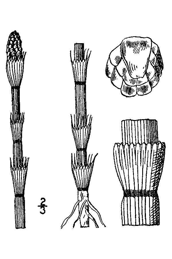 Equisetum laevigatum A. Br. resmi