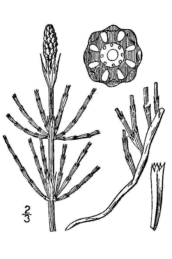 Equisetum palustre L. resmi