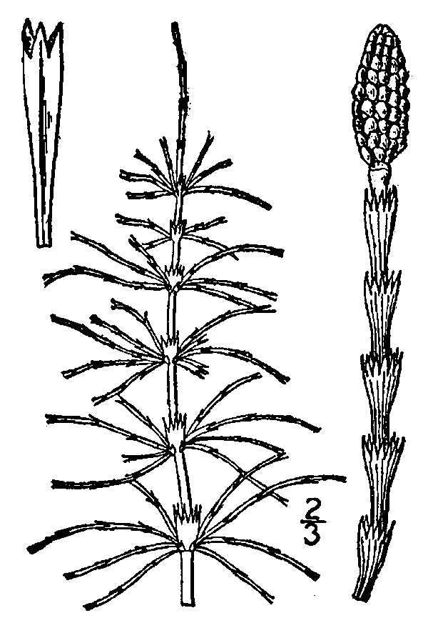 Image of Shady Horsetail