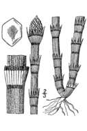 Equisetum hyemale subsp. affine (Engelm.) Calder & Roy L. Taylor resmi