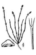 Equisetum scirpoides Michx. resmi