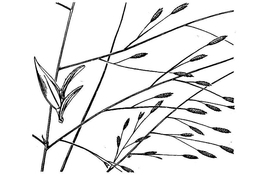 Plancia ëd Eragrostis refracta (Muhl.) Scribn.