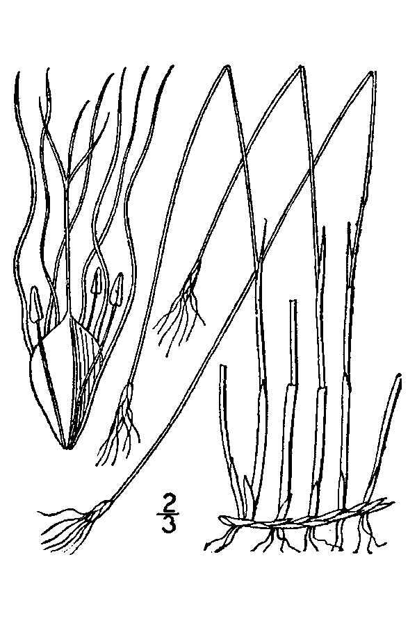 Image of alpine bulrush