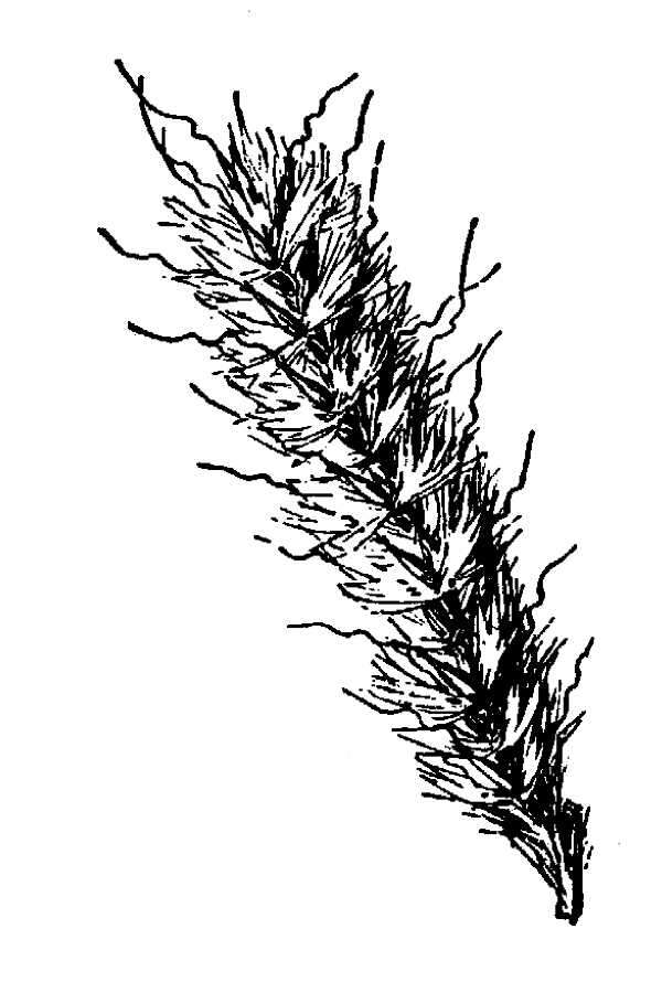 Image of Silver Plume Grass