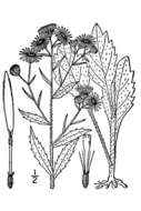 Image of eastern daisy fleabane