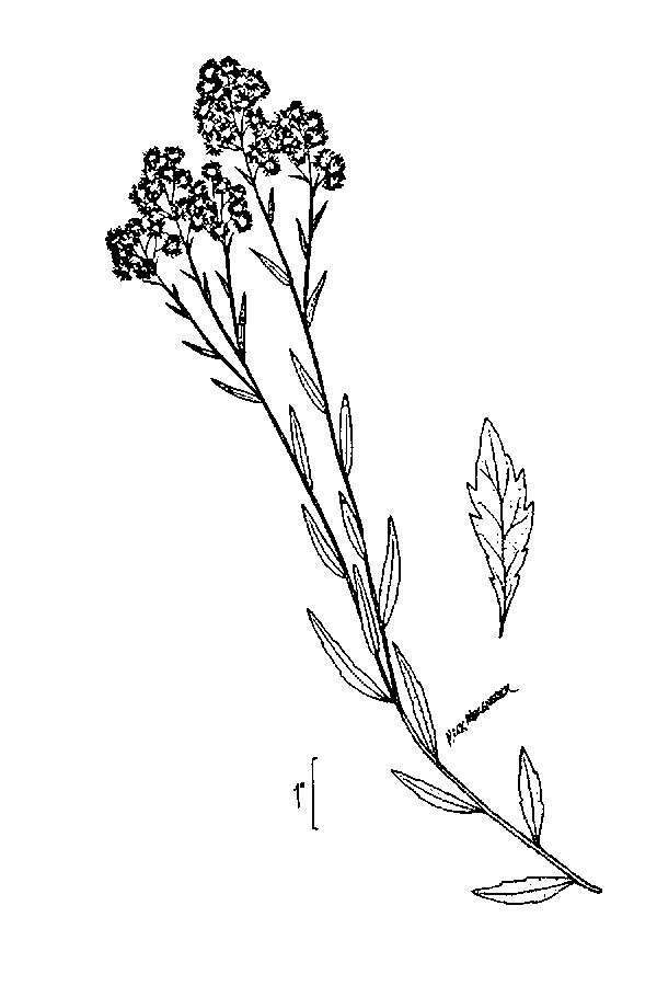 Image of eastern daisy fleabane