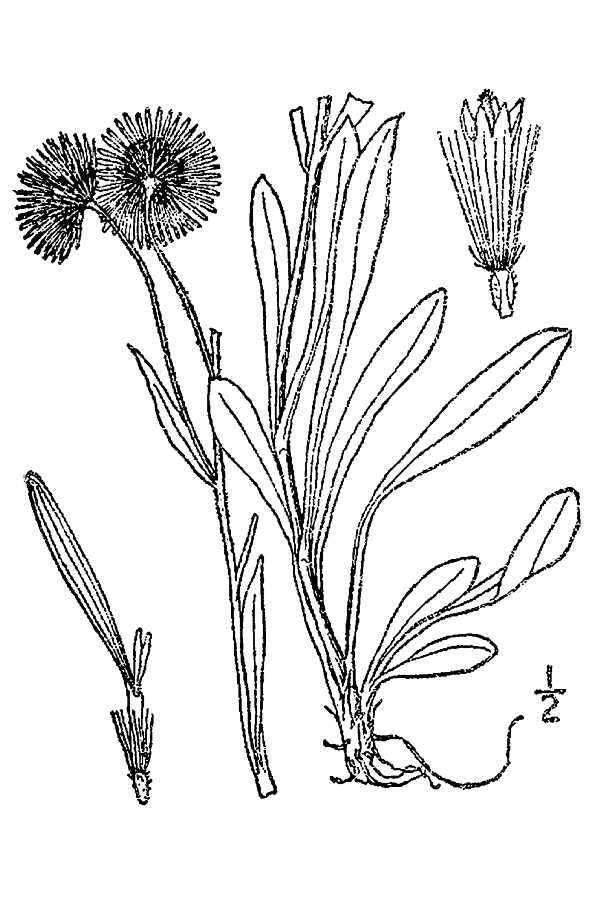 Image of rough fleabane