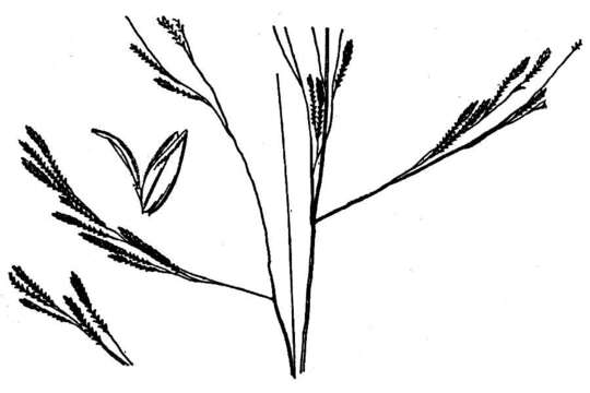 Слика од Eragrostis bahiensis Schult.