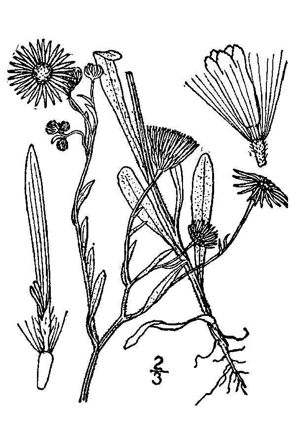 Image of western daisy fleabane