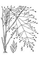 Image of lace grass