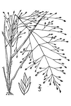 Image of lace grass