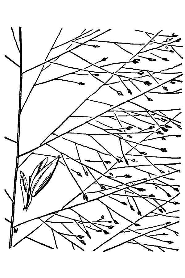 Image of lace grass