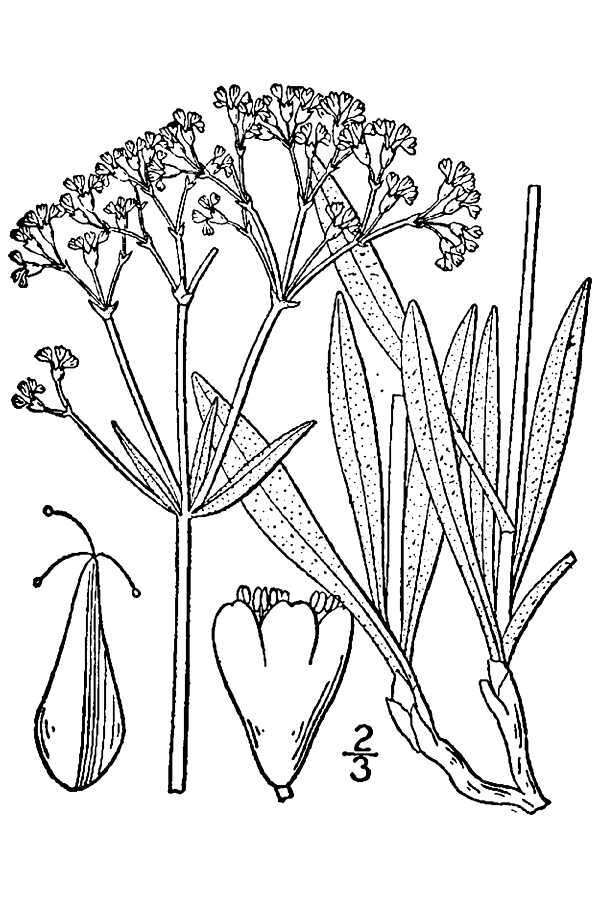 Image of shortstem buckwheat