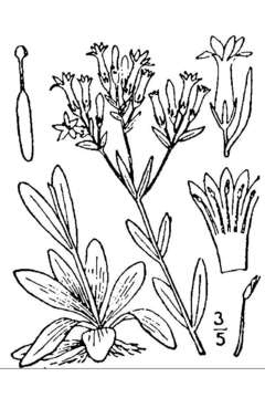 Image of Centaury