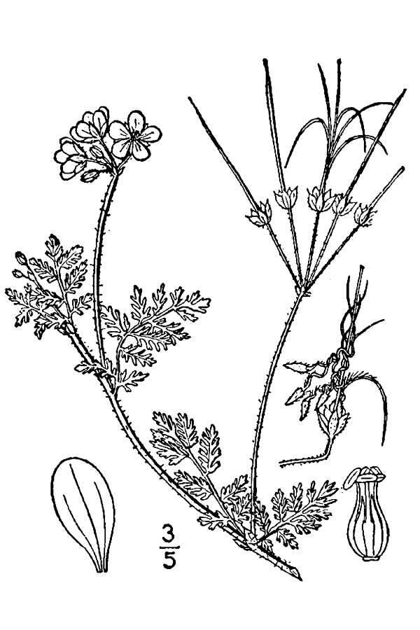 Image de Bec-de-grue a feuilles de cigue