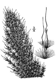 Image of sortbeard plumegrass