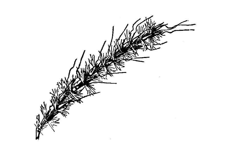 Image of sortbeard plumegrass