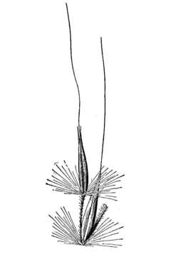 Saccharum coarctatum (Fernald) R. D. Webster resmi