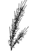 Image of compressed plumegrass