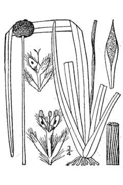 Image of tenangle pipewort