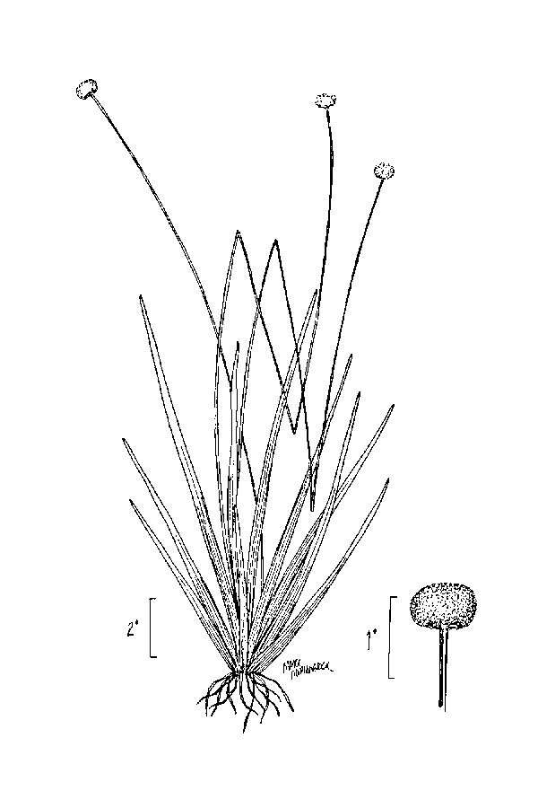 Image of tenangle pipewort
