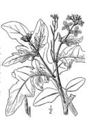 Слика од Eruca vesicaria subsp. sativa (Mill.) Thell.