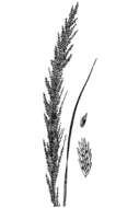 Eragrostis japonica (Thunb.) Trin. resmi