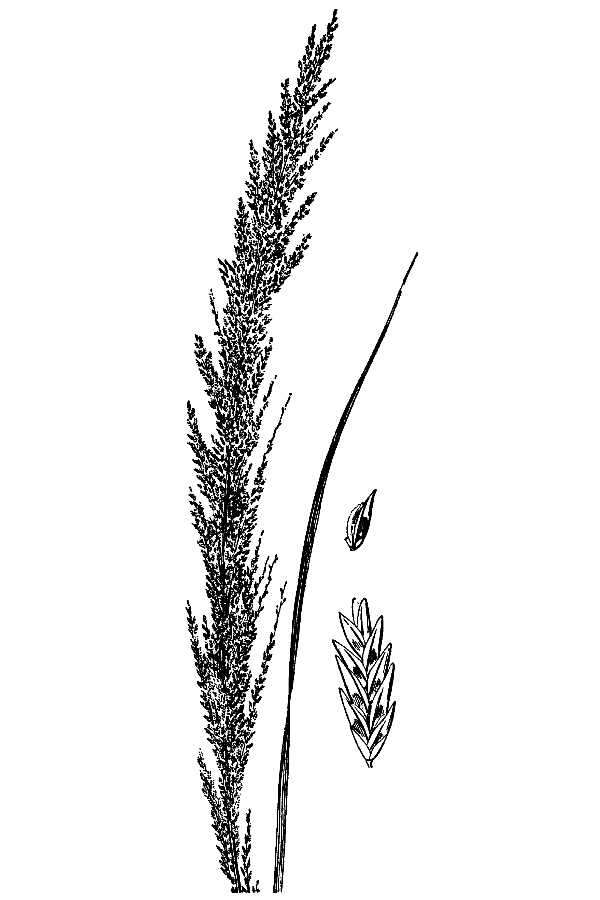 Eragrostis japonica (Thunb.) Trin. resmi