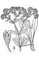 Image of James' buckwheat