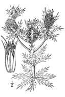 Image de Eryngium leavenworthii Torr. & Gray