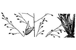 Image of Mourning Love Grass