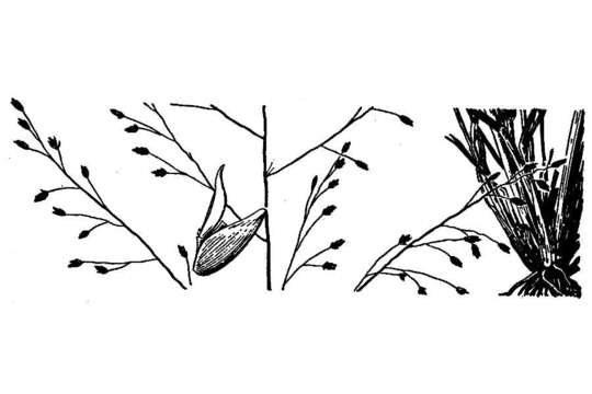 Image of Mourning Love Grass