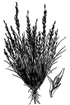 Image of Six-Weeks Love Grass