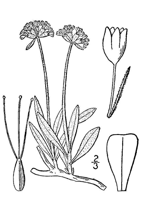 Слика од Eriogonum pauciflorum var. pauciflorum