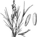 Image of kalinia grass