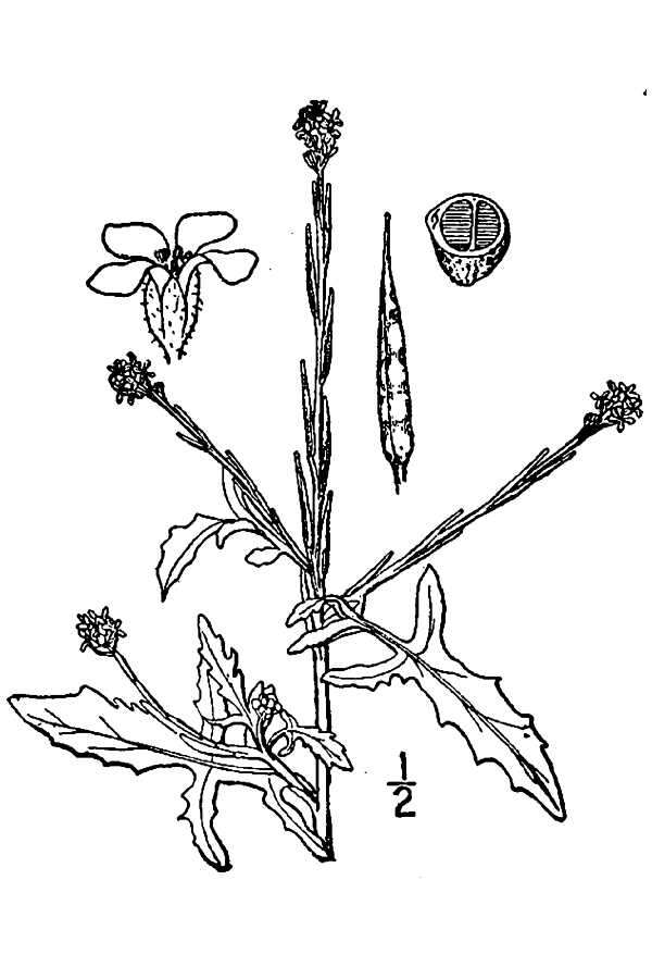 Imagem de Sisymbrium officinale (L.) Scop.