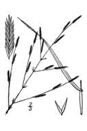 Imagem de Eragrostis pectinacea (Michx.) Nees