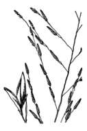 Imagem de Eragrostis pectinacea (Michx.) Nees