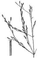 Image of Indian lovegrass