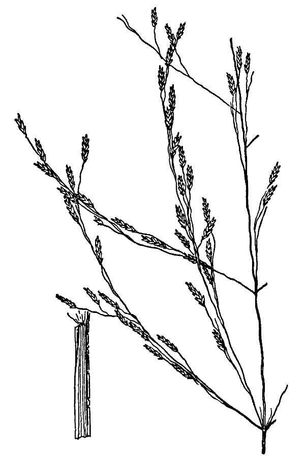 Image of Indian lovegrass