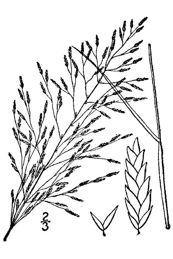 Image of Indian lovegrass