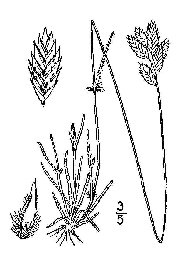 Image of hairy woollygrass