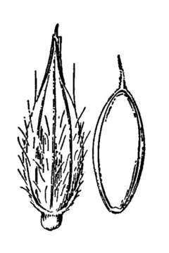 Слика од Eriochloa barbatus (Trin.) S. Yadav & M. R. Almeida