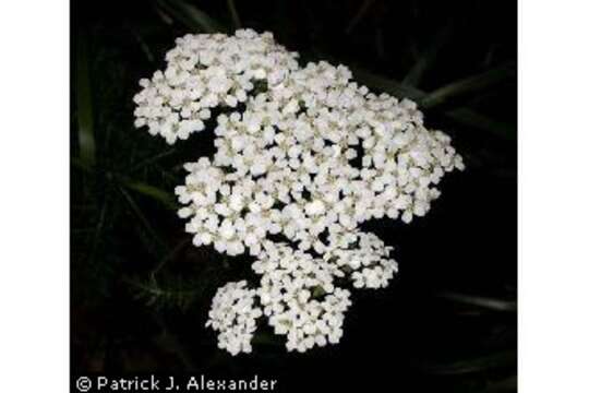 Image of yarrow, milfoil