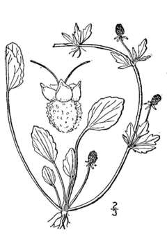 Imagem de Eryngium prostratum Nutt. ex DC.
