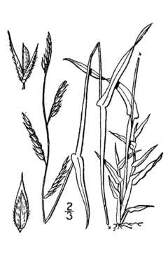 Image of Louisiana Cup Grass