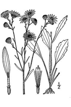 Image of prairie fleabane